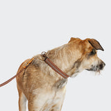 Dog Leash Prater Sunset