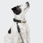 CLOUD7_ Ein weißer Hund mit schwarzen Flecken sitzt da und schaut auf. Er trägt ein Hundehalsband Mauerpark Zigzag Black und eine passende schwarz-weiß gemusterte Leine. Der Hintergrund ist einfarbig, hellgrau.