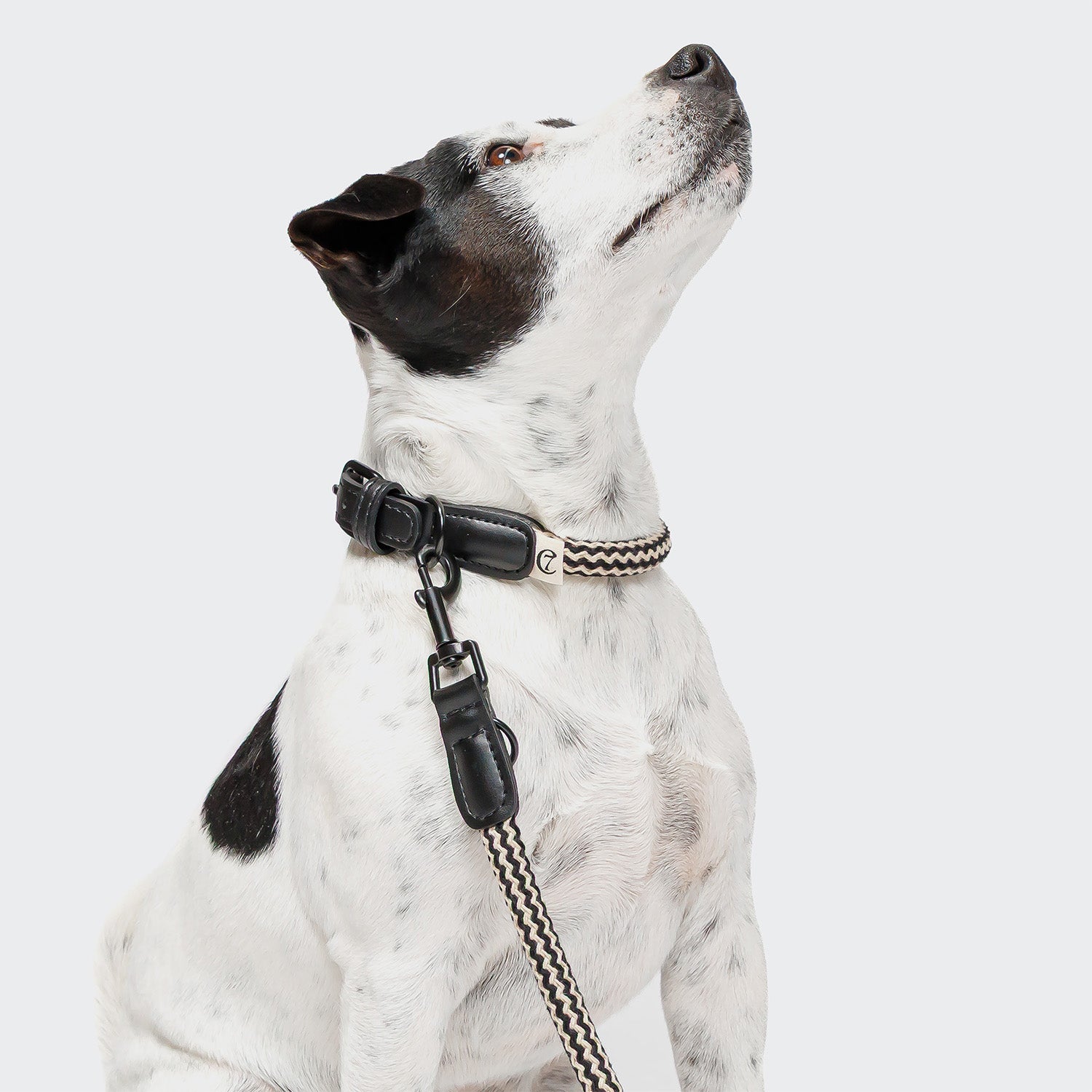 CLOUD7_ Ein weißer Hund mit schwarzen Flecken sitzt da und schaut auf. Er trägt ein Hundehalsband Mauerpark Zigzag Black und eine passende schwarz-weiß gemusterte Leine. Der Hintergrund ist einfarbig, hellgrau.