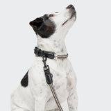 CLOUD7_ Ein weißer Hund mit schwarzen Flecken sitzt da und schaut auf. Er trägt ein Hundehalsband Mauerpark Zigzag Black und eine passende schwarz-weiß gemusterte Leine. Der Hintergrund ist einfarbig, hellgrau.