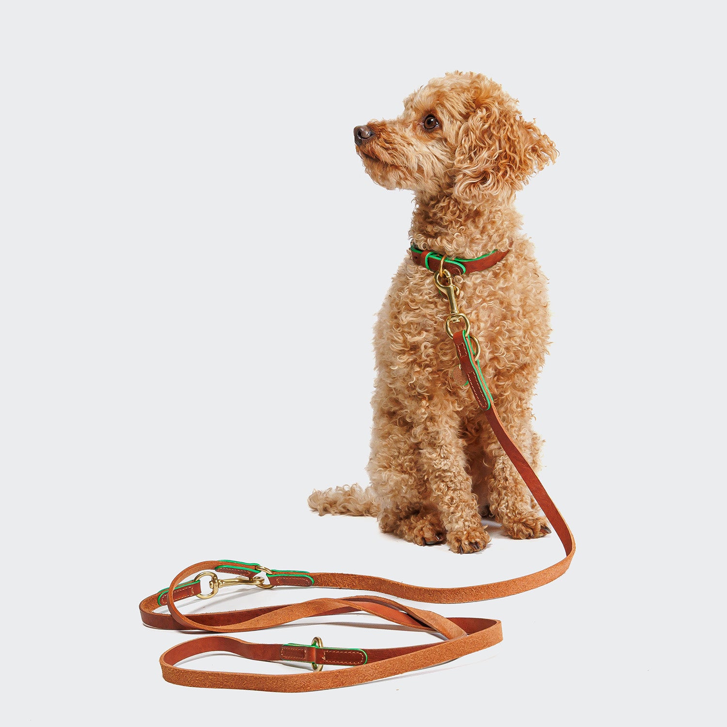 CLOUD7_ Ein kleiner brauner Hund mit lockigen Haaren und einem grün-braunen Halsband sitzt auf dem Boden und ist an einer Hundeleine Prince Park Cognac/Green mit Spirale befestigt. Der schlichte weiße Hintergrund hebt stilvolle Accessoires für kleine Hunde hervor.