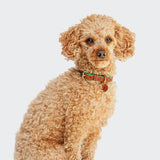 Hundehalsband Prince Park Cognac/Green
