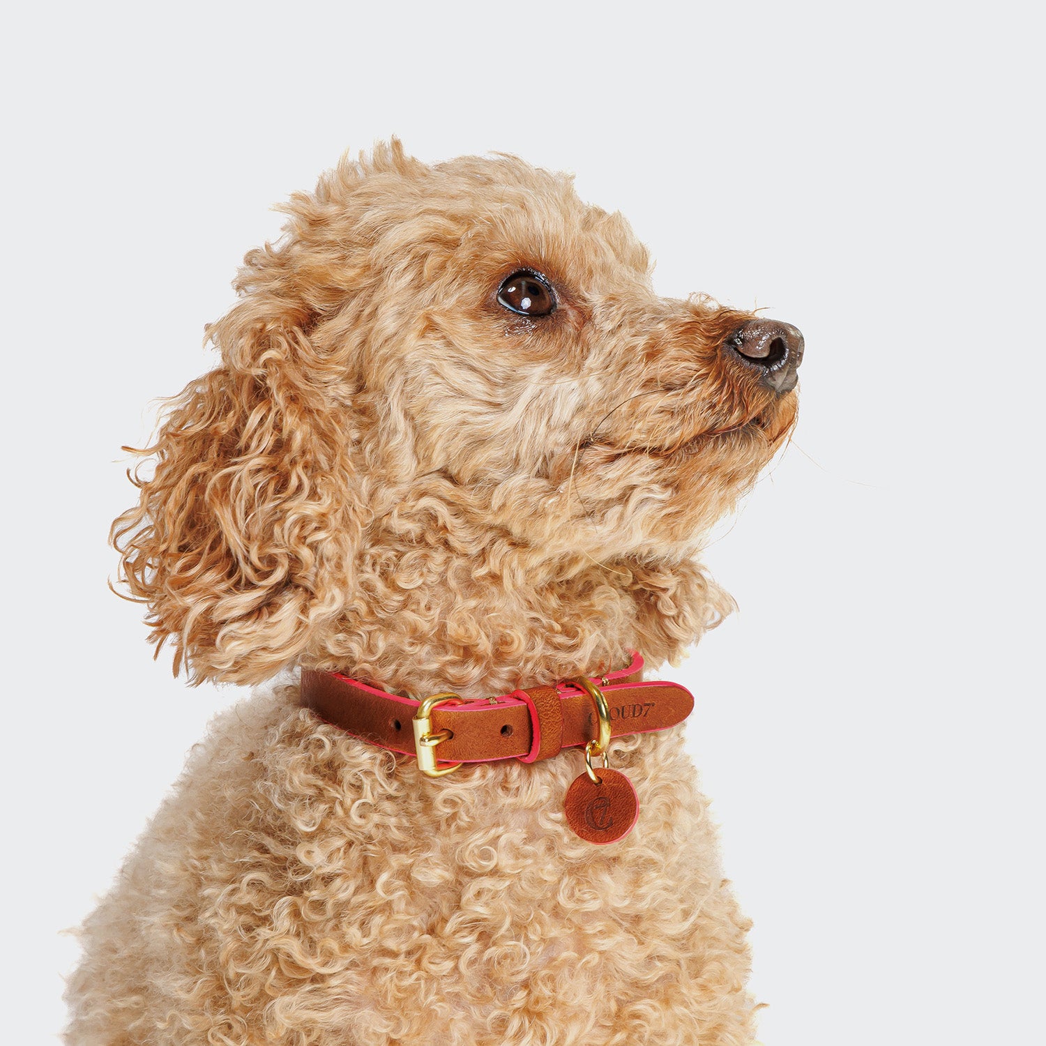 CLOUD7_ Ein gelockter hellbrauner Pudel blickt vor einem schlichten weißen Hintergrund nach oben und nach rechts. Er trägt ein Hundehalsband Prince Park Cognac/Pink mit einer goldenen Schnalle und einem runden Anhänger.