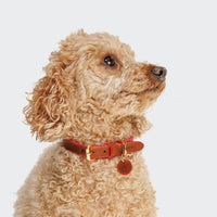 CLOUD7_ Ein gelockter hellbrauner Pudel blickt vor einem schlichten weißen Hintergrund nach oben und nach rechts. Er trägt ein Hundehalsband Prince Park Cognac/Pink mit einer goldenen Schnalle und einem runden Anhänger.