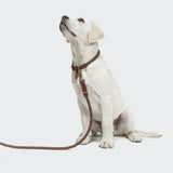 CLOUD7_ Ein weißer Labrador-Welpe mit einem braunen Lederhalsband ist an der Hundeleine Ravello Hazel befestigt und blickt vor einem schlichten hellen Hintergrund nach oben.