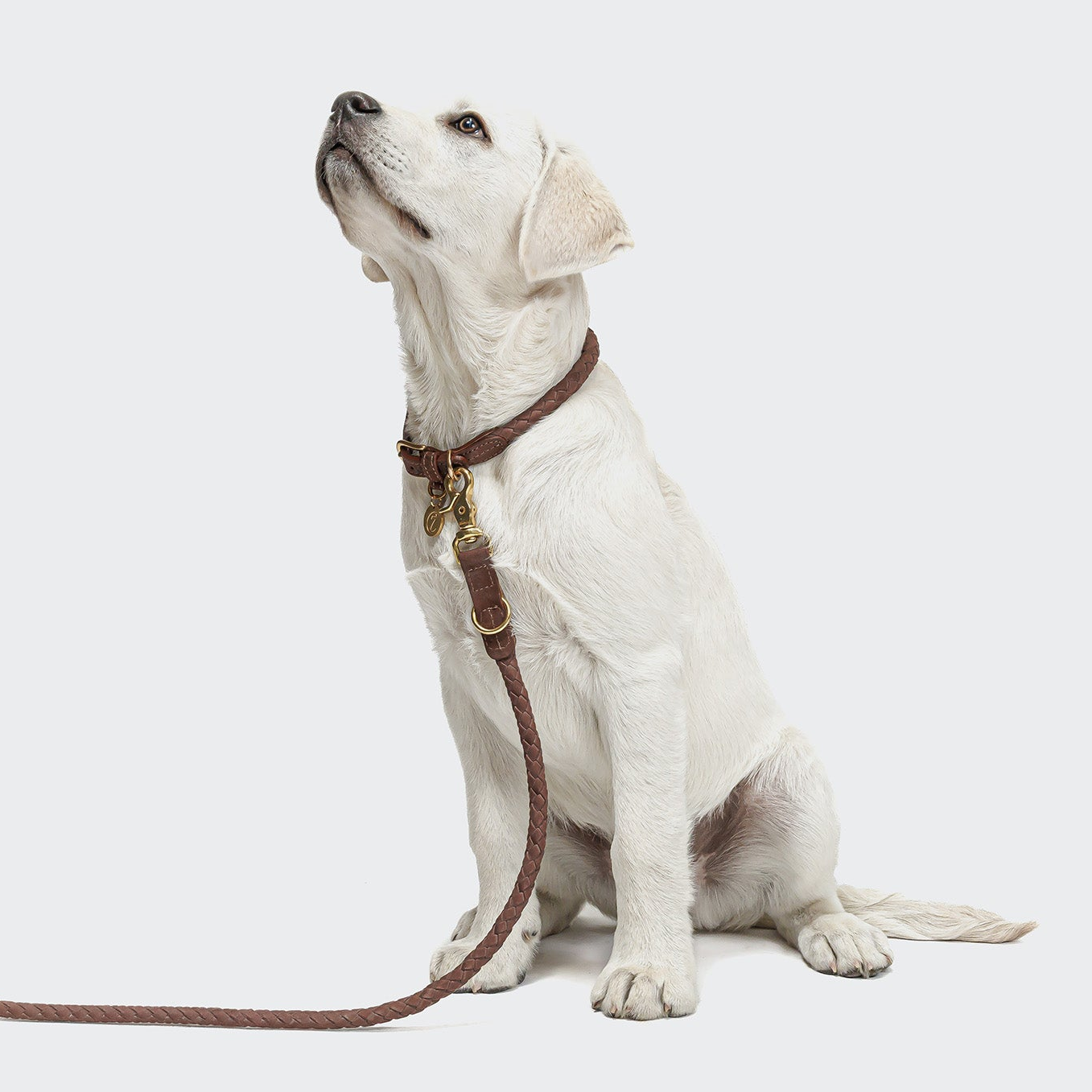 CLOUD7_ Ein weißer Labrador-Welpe sitzt auf dem Boden, blickt nach oben und trägt ein braunes Lederhalsband sowie eine dazu passende Leine vor einem schlichten, hellen Hintergrund.