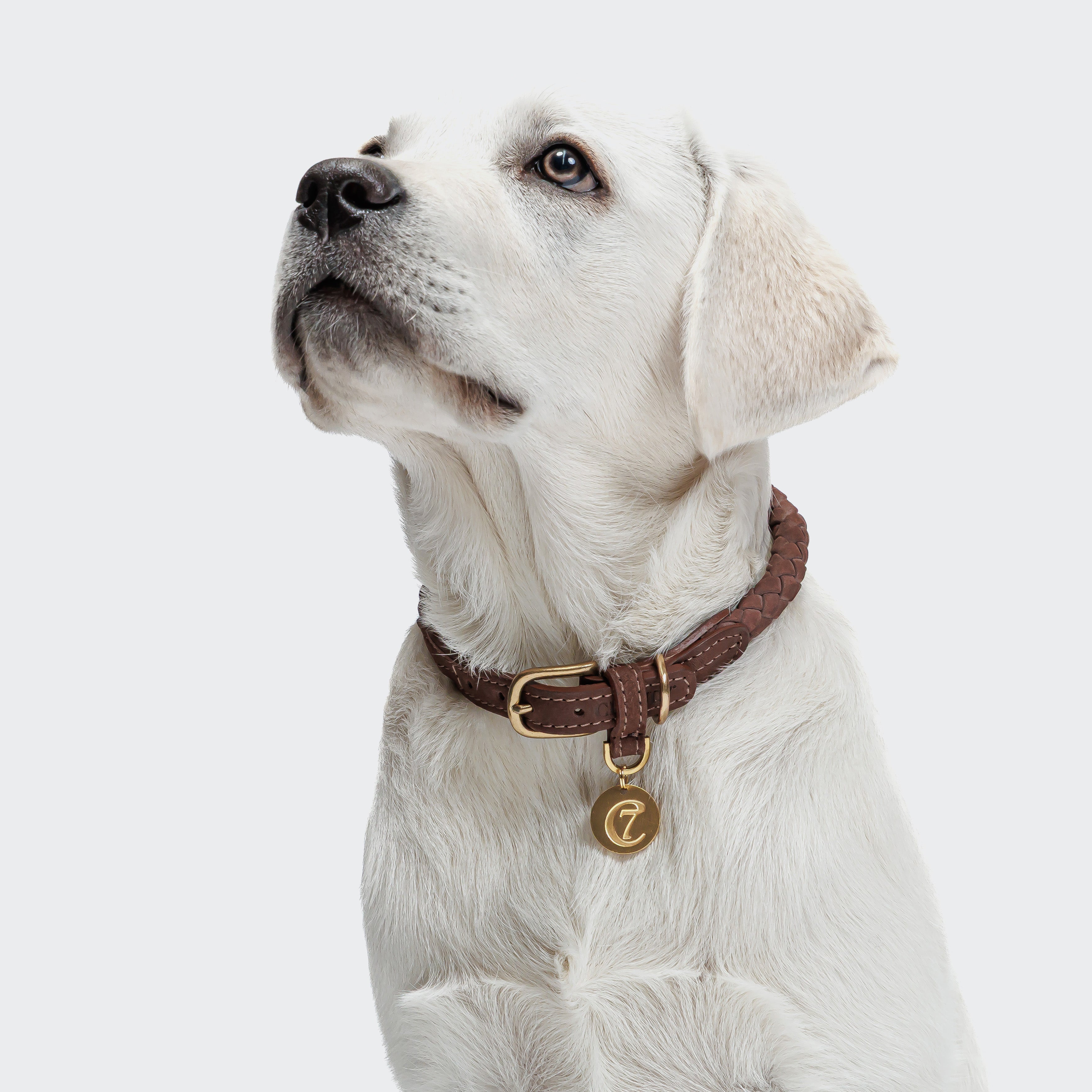CLOUD7_ Ein weißer Labrador-Welpe trägt das Hundehalsband Ravello Hazel mit einem goldenen Anhänger und blickt vor einem schlichten hellen Hintergrund nach oben.