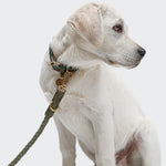 CLOUD7_ Ein weißer Hund mit hellbraunen Ohren sitzt mit Blick nach rechts, trägt die grüne Hundeleine Ravello Moss und ein passendes Halsband mit goldenen Beschlägen vor einem schlichten hellen Hintergrund.