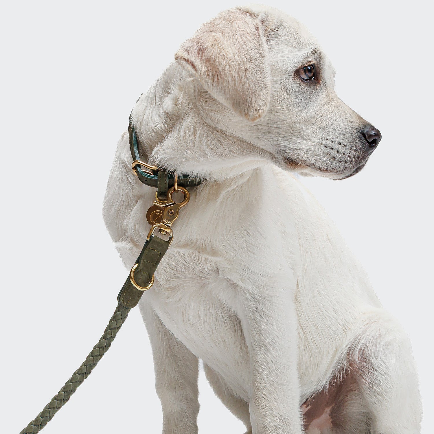 CLOUD7_ Ein weißer Hund mit hellbraunen Ohren sitzt mit Blick nach rechts, trägt die grüne Hundeleine Ravello Moss und ein passendes Halsband mit goldenen Beschlägen vor einem schlichten hellen Hintergrund.