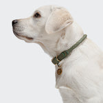 CLOUD7_ Ein weißer Labrador im Profil trägt das Hundehalsband Ravello Moss, ein grünes handgefertigtes Hundehalsband mit goldenen Anhängern, vor einem schlichten hellen Hintergrund.