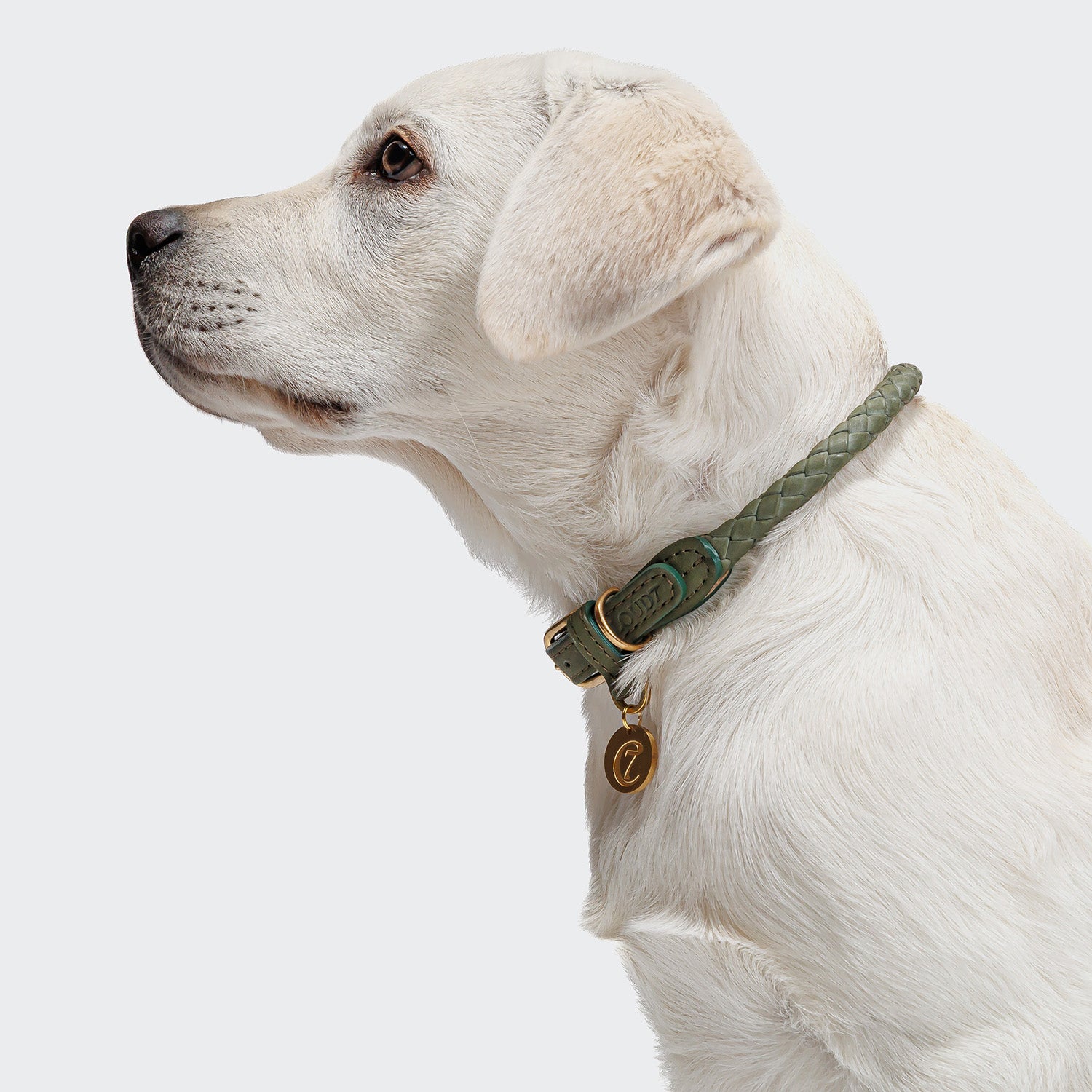 CLOUD7_ Ein weißer Labrador im Profil trägt das Hundehalsband Ravello Moss, ein grünes handgefertigtes Hundehalsband mit goldenen Anhängern, vor einem schlichten hellen Hintergrund.