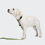 CLOUD7_ Ein junger Labrador Retriever mit grünem Halsband und der Hundeleine Nylon RESC7UE Green steht auf einem schlichten weißen Hintergrund und blickt aufmerksam nach links.