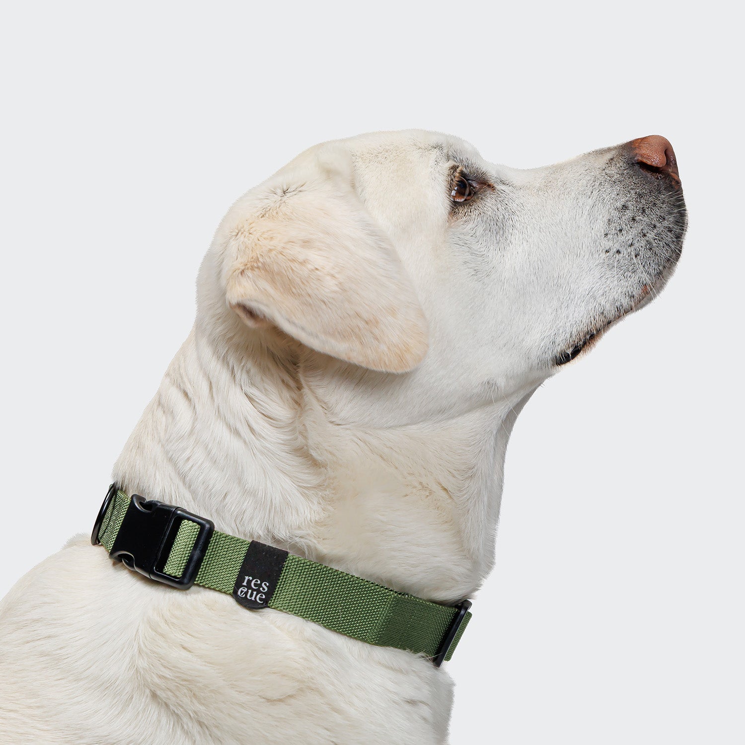 CLOUD7_ Ein weißer Labrador Retriever trägt das Hundehalsband Nylon RESC7UE Green mit schwarzer Schnalle und kleinem "rescue"-Tag, im Profil vor hellem Hintergrund.