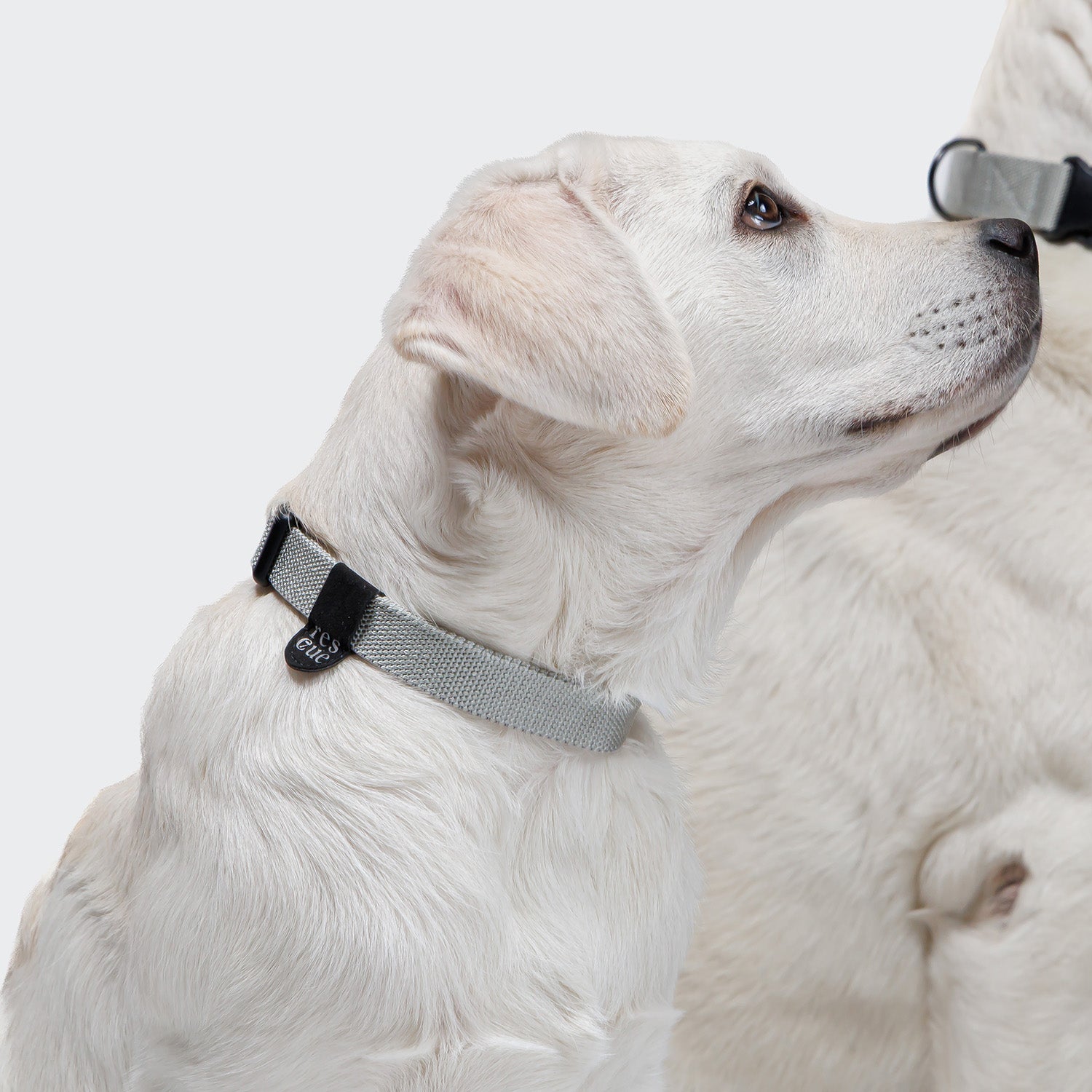 CLOUD7_ Ein weißer Labrador, der ein hellgraues Hundehalsband Nylon RESC7UE Silver trägt, blickt nach rechts, während daneben ein anderer heller Hund vor einem unifarbenen Hintergrund teilweise sichtbar ist.