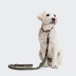 CLOUD7_ Ein junger, heller Labrador Retriever-Welpe sitzt auf weißem Hintergrund und trägt ein braunes Halsband, das an der grünen Hundeleine Tivoli Olive aus Canvas und Rindsleder befestigt ist; die längenverstellbare Leine liegt auf dem Boden.