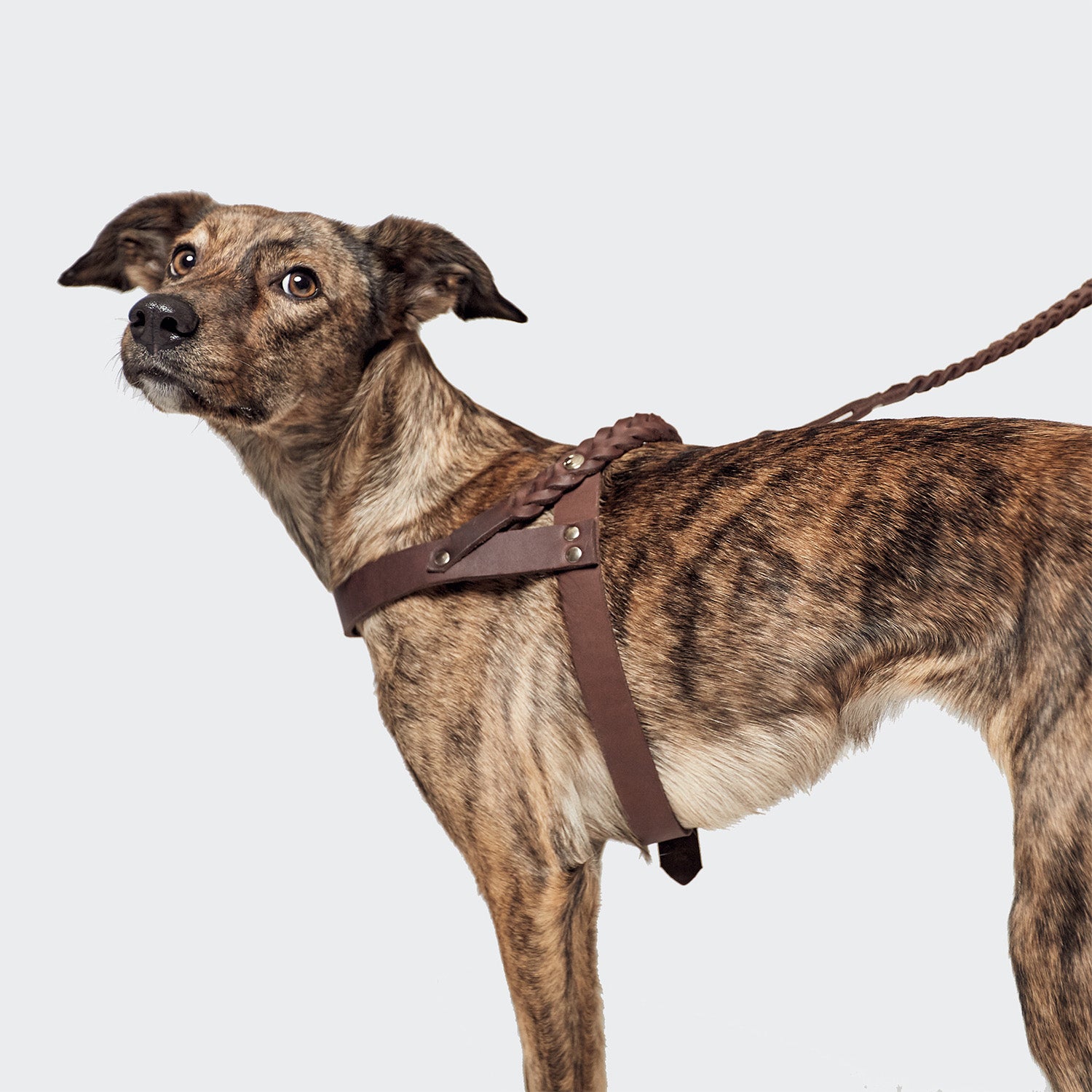 CLOUD7_ Ein gestromter Hund, der ein Norwegergeschirr Central Park in Saddle Brown Gold trägt, steht vor einem hellen Hintergrund und blickt mit einem leicht neugierigen Ausdruck über seine Schulter zurück.