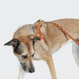 CLOUD7_ Ein hellbrauner und schwarzer Hund trägt ein Norwegergeschirr Central Park Camel Silver aus hochwertigem Leder und blickt nach unten vor einem schlichten weißen Hintergrund.