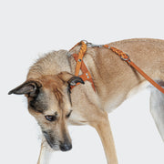 CLOUD7_ Ein hellbrauner und schwarzer Hund trägt ein Norwegergeschirr Central Park Camel Silver aus hochwertigem Leder und blickt nach unten vor einem schlichten weißen Hintergrund.