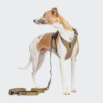 CLOUD7_ Ein hellbrauner und weißer Hund, der ein beiges Geschirr trägt, steht aufmerksam da und schaut nach links. Eine dazu passende beige Leine ist am Geschirr befestigt und liegt auf dem Boden. Der Hintergrund ist einfarbig und hell.