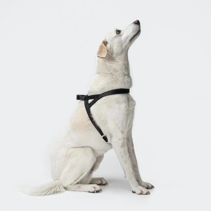 CLOUD7_ Ein weißer Hund mit hellbraunen Flecken sitzt mit einem schwarzen Geschirr vor einem schlichten weißen Hintergrund und blickt nach oben.