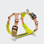CLOUD7_ Das Y-2 Geschirr AKTIV Cordura Peach mit individuell verstellbaren, pfirsichfarbenen Gurten, gelb gepolstertem Mesh, schwarzen Schnallen und Metallring zur Leinenbefestigung vor hellgrauem Hintergrund.