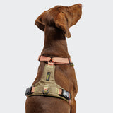 CLOUD7_ Ein brauner Hund trägt das Y-2 Geschirr AKTIV Cordura Peach, ein hellbraunes und pfirsichfarbenes, gepolstertes, verstellbares Geschirr mit schwarzen Schnallen und einem gelben Etikett, während er vor einem schlichten, hellen Hintergrund sitzt und nach oben blickt.