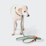 CLOUD7_ Ein heller Hund trägt ein blassgrünes, wasserfestes Hundehalsband und steht mit der Freihandleine BioThane Ipanema Mint-Neon Orange daran. Die Leine, mit orangefarbenen Akzenten, liegt lose auf dem schlichten weißen Boden.