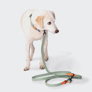 CLOUD7_ Ein heller Hund trägt ein blassgrünes, wasserfestes Hundehalsband und steht mit der Freihandleine BioThane Ipanema Mint-Neon Orange daran. Die Leine, mit orangefarbenen Akzenten, liegt lose auf dem schlichten weißen Boden.