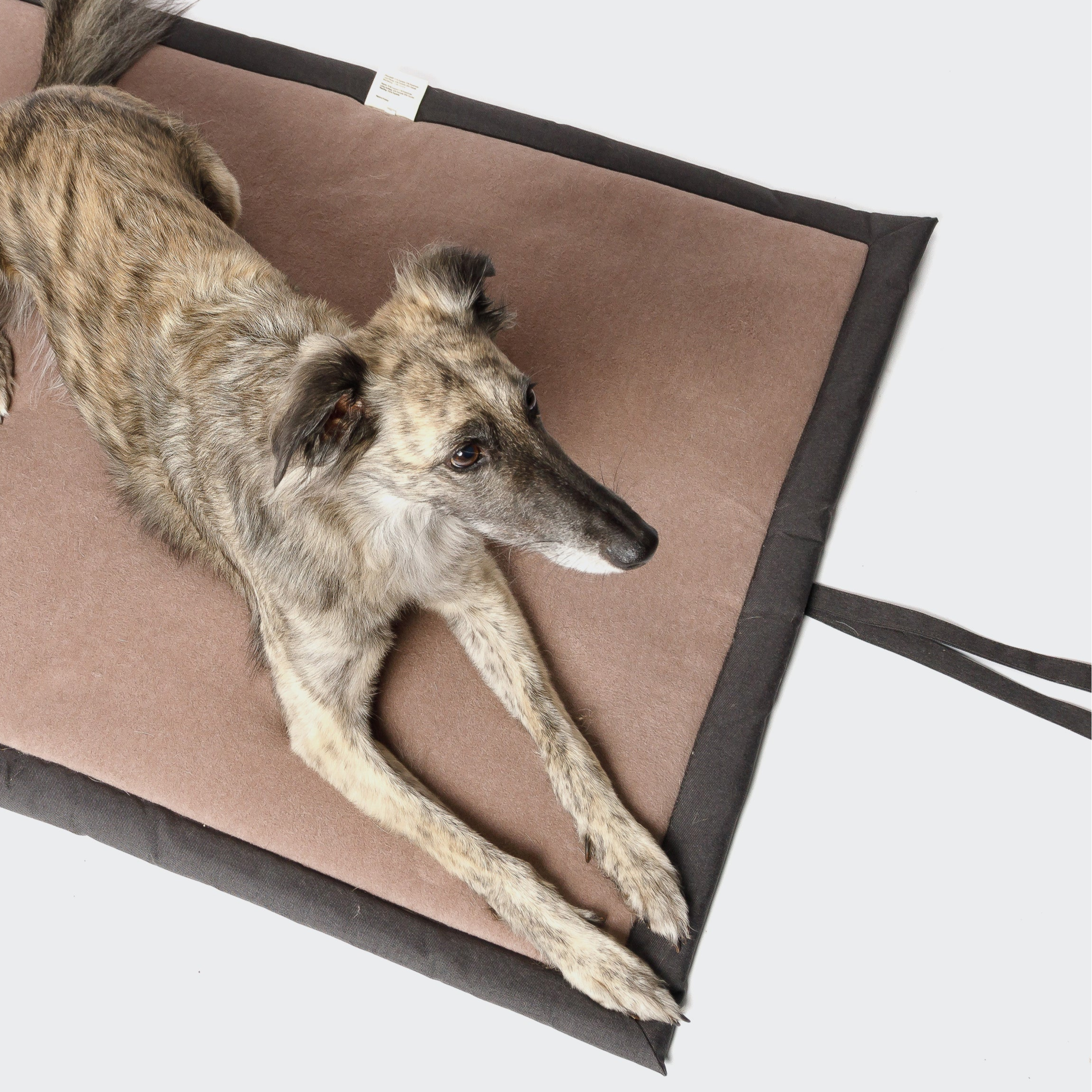 Dog sleeping on dog mat