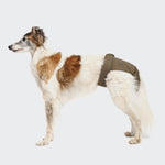 CLOUD7_ Ein weiß-brauner Hund trägt das Läufigkeitshöschen Olive um die Taille und steht im Profil vor einem hellgrauen Hintergrund.