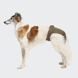 CLOUD7_ Ein weiß-brauner Hund trägt das Läufigkeitshöschen Olive um die Taille und steht im Profil vor einem hellgrauen Hintergrund.