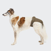 CLOUD7_ Ein weiß-brauner Hund trägt das Läufigkeitshöschen Olive um die Taille und steht im Profil vor einem hellgrauen Hintergrund.