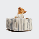 CLOUD7_ Ein kleiner braun-weißer Hund sitzt in einem kuscheligen, quadratischen Hundekissen Lazy Linen Stripes Natural/Blue mit beigen und blauen Streifen, die vor einem schlichten weißen Hintergrund gut aussehen. Das waschbare Bett sorgt für eine einfache Reinigung.
