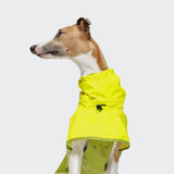 CLOUD7_ Ein braun-weißer Hund, der einen leuchtend gelben Regenmantel trägt, blickt vor einem schlichten weißen Hintergrund nach links.