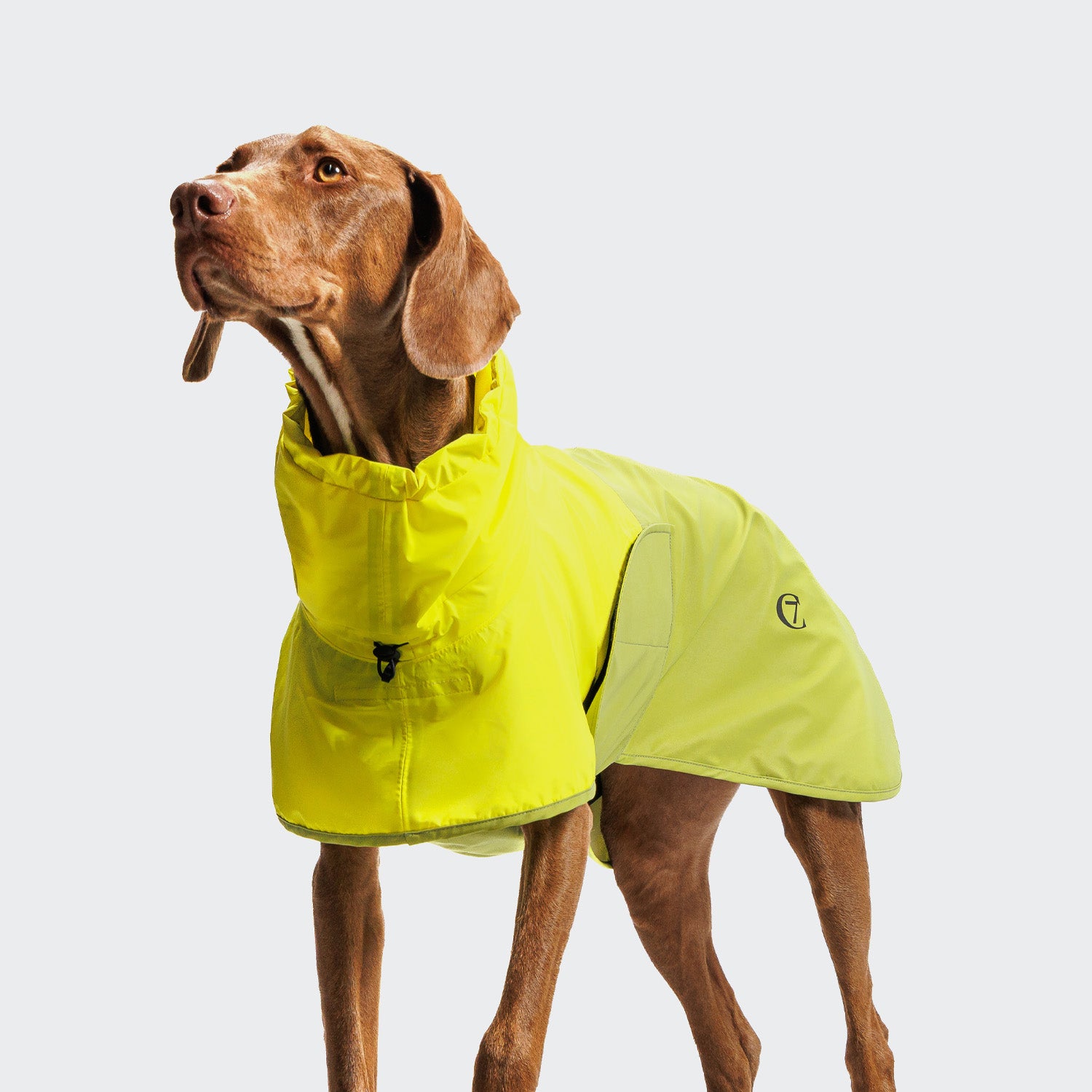 CLOUD7_ Ein brauner Hund, der einen leuchtend gelben Regenmantel trägt, steht vor einem schlichten weißen Hintergrund und blickt nach oben und nach links.