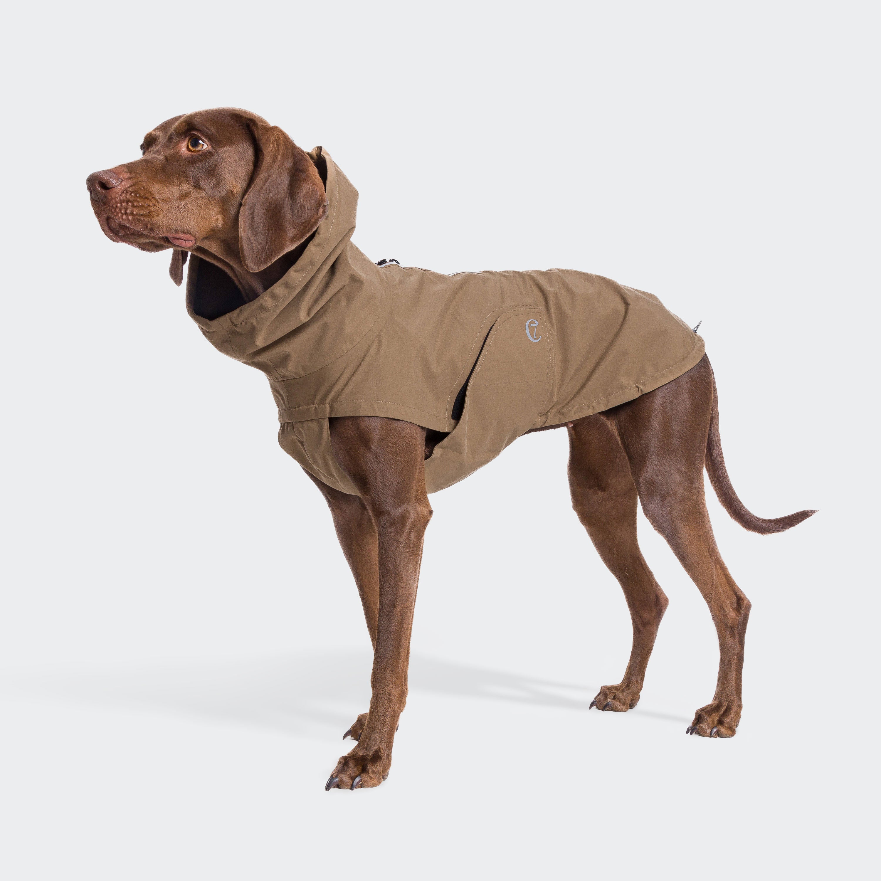 CLOUD7_ Ein brauner Hund, der einen hellbraunen Regenmantel mit Kapuze trägt, steht vor einem weißen Hintergrund und blickt nach oben.