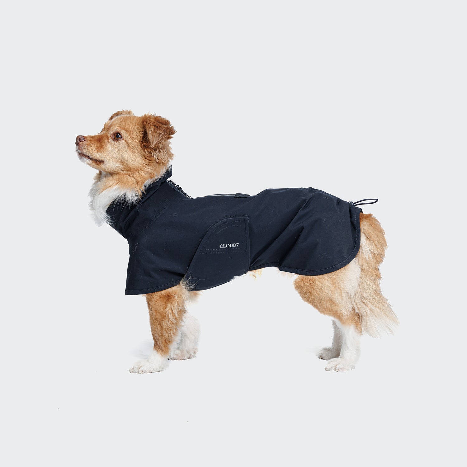 CLOUD7_ Ein mittelgroßer, braun-weißer Hund steht im Profil, trägt den wetterfesten, atmungsaktiven Hunderegenmantel Helgoland Navy mit Kapuze und CLOUD7 an der Seite, vor einem schlichten hellen Hintergrund.