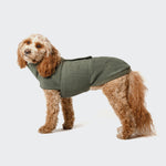 CLOUD7_ Ein lockig behaarter, hellbrauner Hund trägt einen Hundepullover Fleece Derby Khaki, steht seitlich vor einem schlichten weißen Hintergrund und schaut in Richtung Kamera.