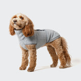 CLOUD7_ Ein Hund mit lockigem Fell, der eine graue Fleecejacke trägt, steht vor einem weißen Hintergrund und blickt leicht nach oben.