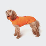 CLOUD7_ A fluffy brown dog stands on a plain white background, wearing the bright orange Hundepullover Fleece Derby Orange made from recyceltes Fleece, and looks upward with its tail down.
