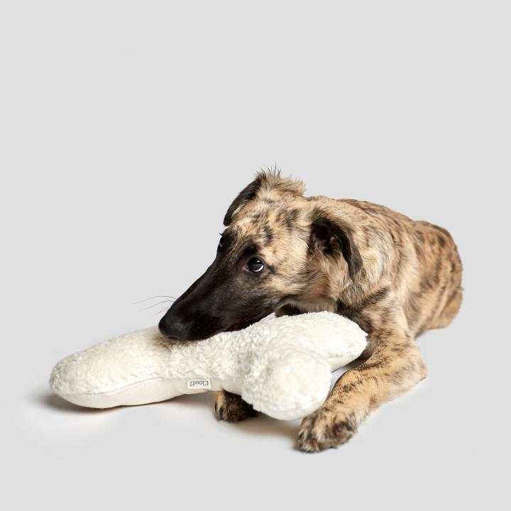 CLOUD7_ Ein gestromter Hund liegt auf einem hellgrauen Hintergrund und hat seinen Kopf und seine Vorderpfoten auf einem großen, weißen Plüsch-Knochen-Spielzeug abgelegt.