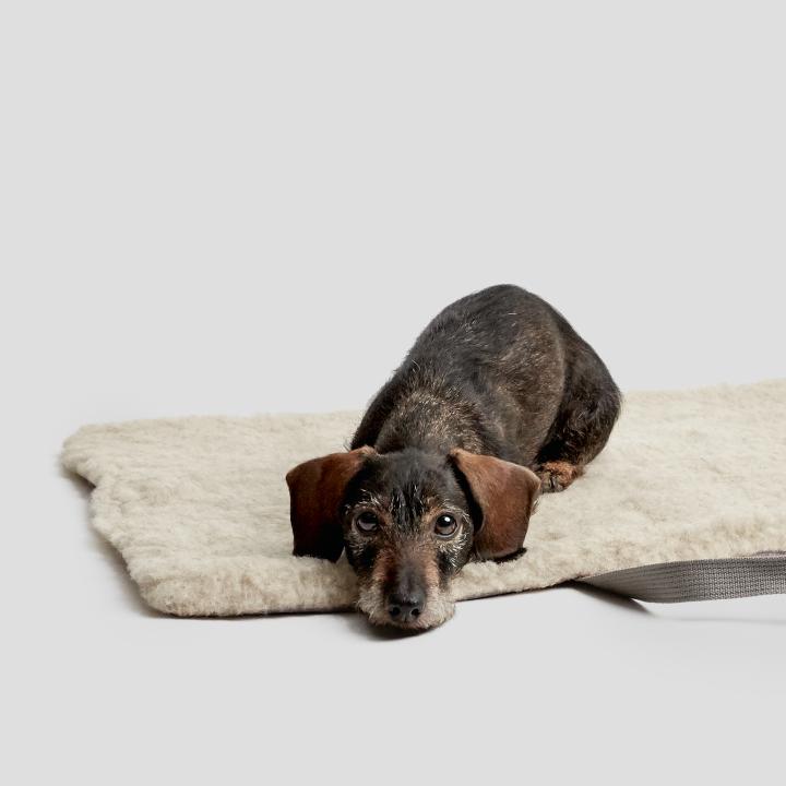CLOUD7_ Ein kleiner, struppiger brauner Hund liegt auf einer beigen Matte und blickt mit großen, traurigen Augen vor einem schlichten hellgrauen Hintergrund empor.