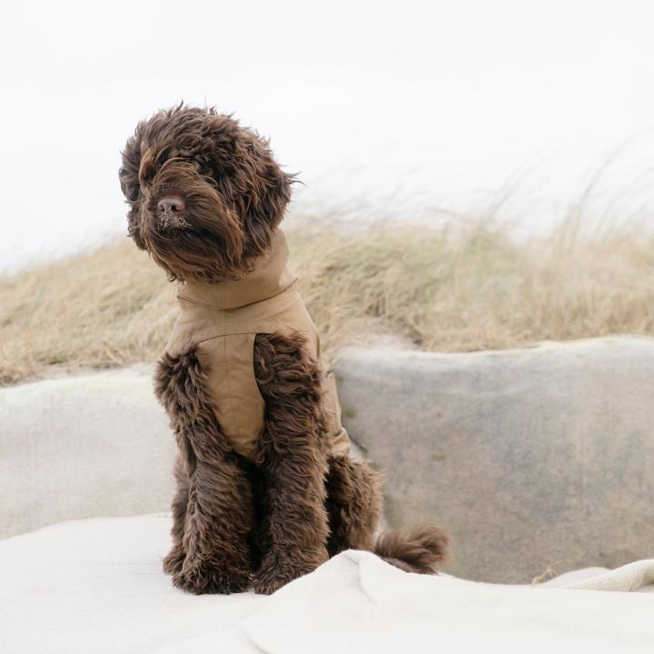 CLOUD7_ Ein flauschiger brauner Hund, der eine hellbraune Weste trägt, sitzt draußen auf einer hellen Fläche, im Hintergrund sind hohes, blasses Gras und ein bewölkter Himmel zu sehen.
