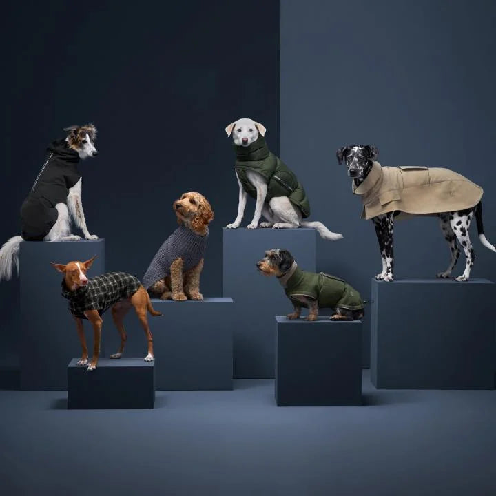 CLOUD7_ Sechs Hunde verschiedener Rassen stehen auf geometrischen Podesten, jeder trägt einen stilvollen Mantel oder Pullover vor einem dunkelblauen Hintergrund und posiert wie ein Model bei einem Mode-Fotoshooting.