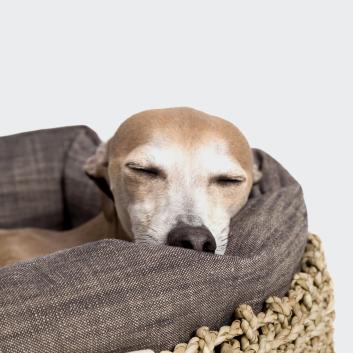 CLOUD7_ Ein kleiner, hellbrauner Hund mit geschlossenen Augen hat seinen Kopf auf den Rand eines weichen, grauen Hundebettes mit einem geflochtenen Korbboden gelegt und wirkt entspannt und zufrieden.