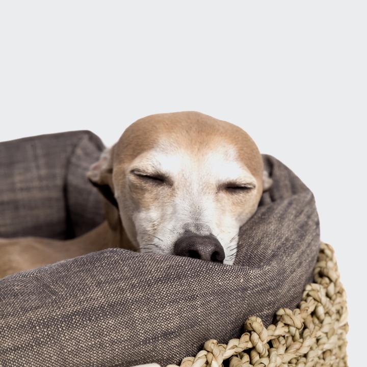 CLOUD7_ Ein hellbrauner Hund mit weißen Abzeichen schläft friedlich, den Kopf auf den Rand eines grauen, geflochtenen Hundebettes gelegt, vor einem schlichten weißen Hintergrund.