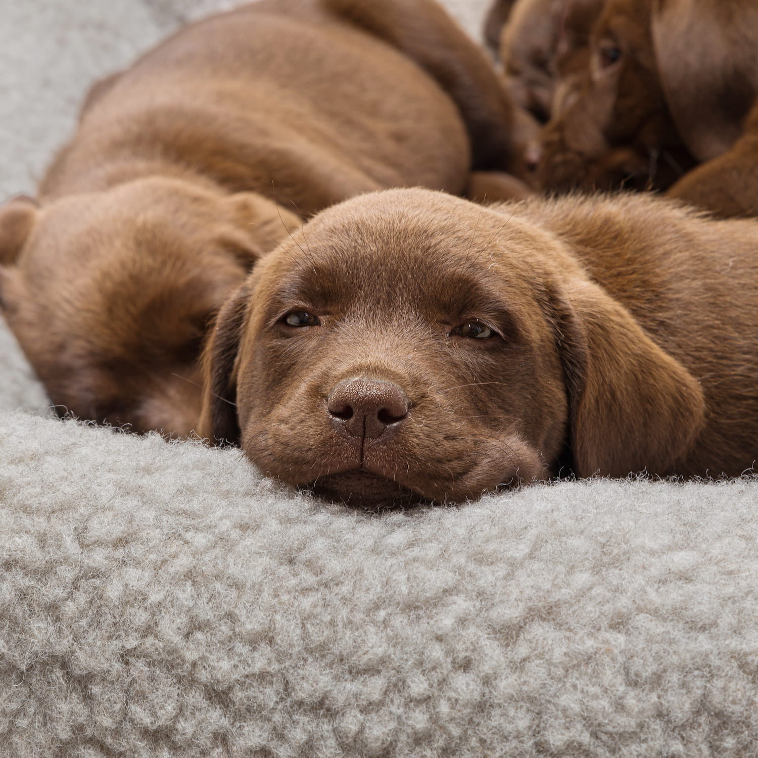 CLOUD7_ Drei braune Labrador-Welpen liegen eng beieinander auf einer weichen, hellgrauen Decke. Ein Welpe im Vordergrund wirkt entspannt und hat den Kopf auf der Decke abgelegt, während die beiden anderen im Hintergrund teilweise zu sehen sind.