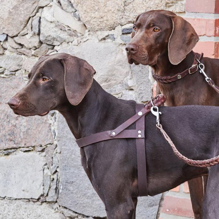 CLOUD7_ Zwei braune Hunde mit kurzem Fell, die Ledergeschirre und Leinen tragen, stehen nebeneinander vor einer Mauer aus Stein und Ziegeln und blicken aufmerksam in die Ferne.