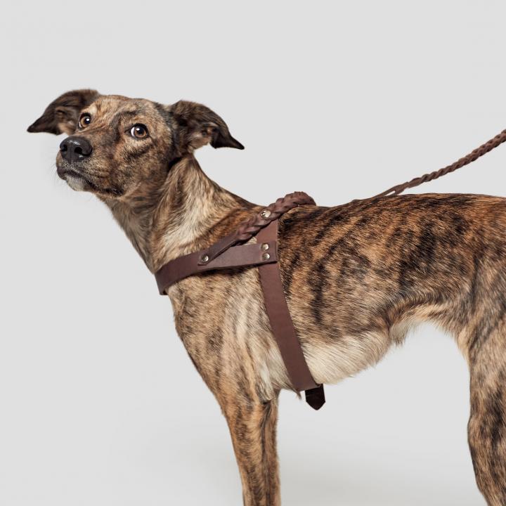 CLOUD7_ Ein gestromter Hund, der ein braunes Geschirr trägt, steht an der Leine und blickt vor einem schlichten hellgrauen Hintergrund über die Schulter zurück.