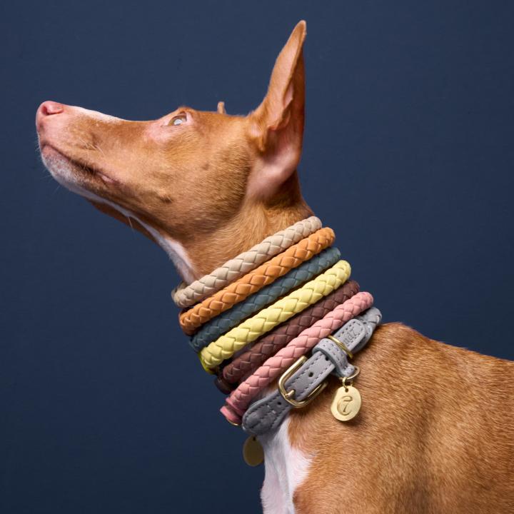 CLOUD7_ Ein brauner Hund mit aufgestellten Ohren blickt nach oben; er trägt mehrere bunte, geflochtene Halsbänder und ein graues Halsband mit Schnalle vor einem dunkelblauen Hintergrund.